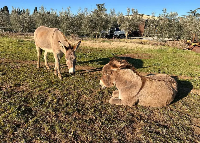 La villa: Agriturismo Il Puntoncino